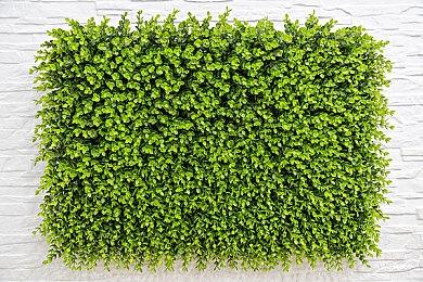 《植物大战僵尸：花园战争2》“复活” Steam在线接近万人